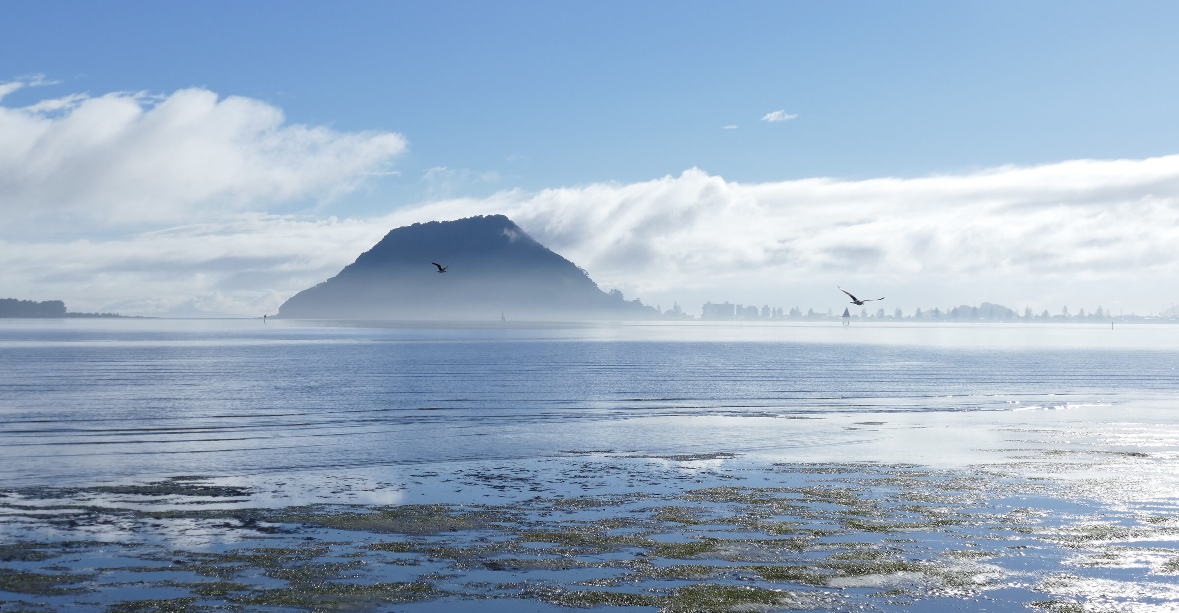 Bay of Plenty engineering project landscape