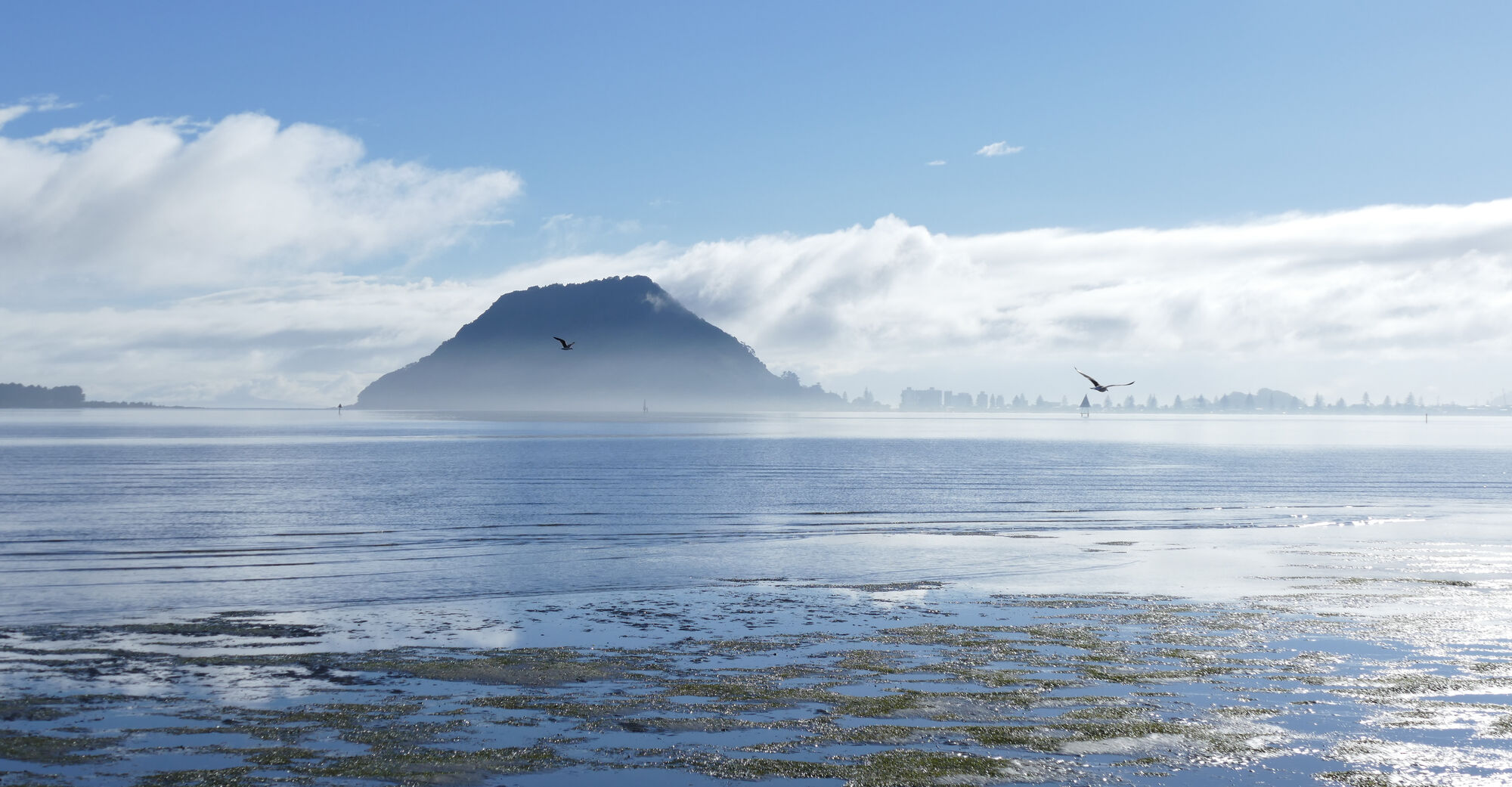 Bay of Plenty industrial landscape
